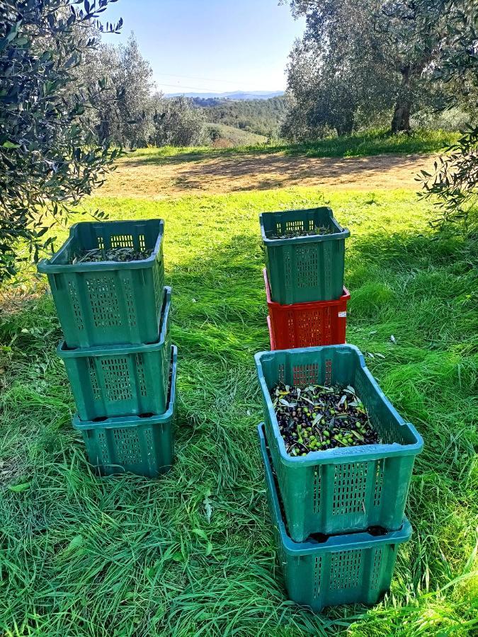 Casa Maria Agriturismo Magliano in Toscana Bagian luar foto