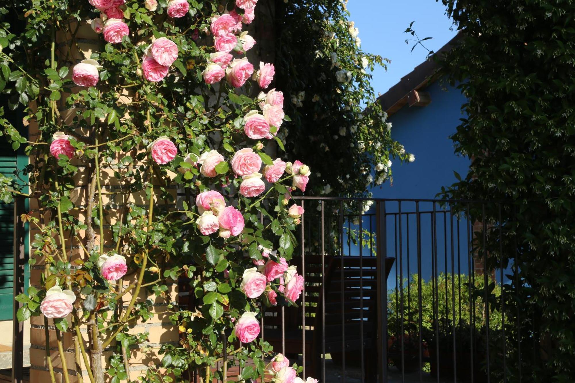 Casa Maria Agriturismo Magliano in Toscana Bagian luar foto